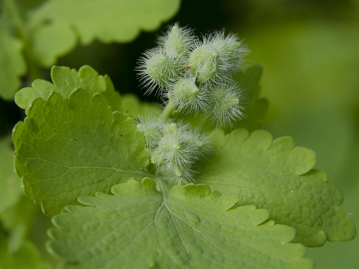 Chelidonium majus